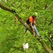 Baumkletter-Meisterschaften: Master's Challenge