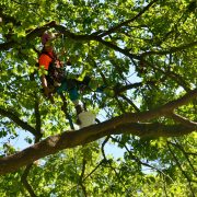 Baumkletter-Meisterschaften: Master's Challenge