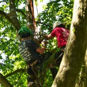 Baumkletter-Meisterschaften: Disziplin Areal Rescue