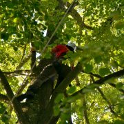 Baumkletter-Meisterschaften: Disziplin Speedclimb