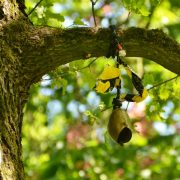 Baumkletter-Meisterschaften: Disziplin Speedclimb