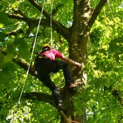 Baumkletter-Meisterschaften: Disziplin Speedclimb