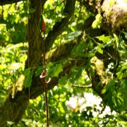 Baumkletter-Meisterschaften: Disziplin Throwline