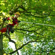 Baumkletter-Meisterschaften: Disziplin Workclimb