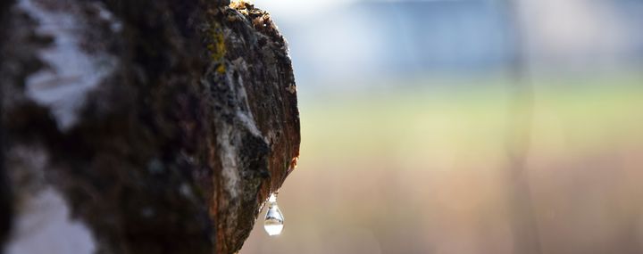 Was steckt hinter dem „Bluten“ der Bäume?