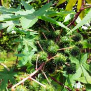 Giftbaum des Jahres 2018: Der Rizinusbaum