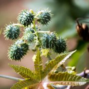 Giftbaum des Jahres 2018: Der Rizinusbaum