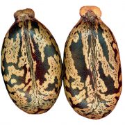 Giftbaum des Jahres 2018: Der Rizinusbaum