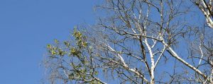 Klimawandel im Blick - Das Birkensterben