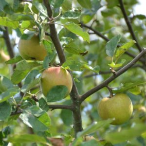 Urlaub und Tourismus auf Streuobstwiesen