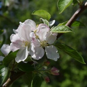 Urlaub und Tourismus auf Streuobstwiesen
