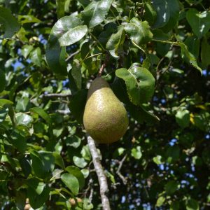 Urlaub und Tourismus auf Streuobstwiesen