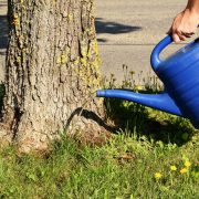 Trockenheit & Dürre: Wann muss ich Bäume gießen?