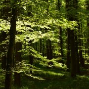 Trockenheit & Dürre: Wann muss ich Bäume gießen?