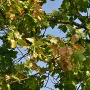 Trockenheit & Dürre: Wann muss ich Bäume gießen?