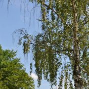 Trockenheit & Dürre: Wann muss ich Bäume gießen?