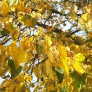 Trockenheit & Dürre: Wann muss ich Bäume gießen?