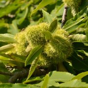 Baum des Jahres 2018: Richtiger Schnitt bei Esskastanie