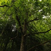 Baum des Jahres 2018: Richtiger Schnitt bei Esskastanie