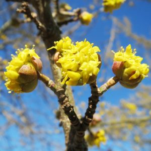 Champion Tree 2018: Kornelkirsche in Nürnberg