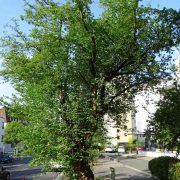 Champion Tree 2018: Kornelkirsche in Nürnberg