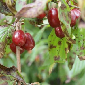 Champion Tree 2018: Kornelkirsche in Nürnberg
