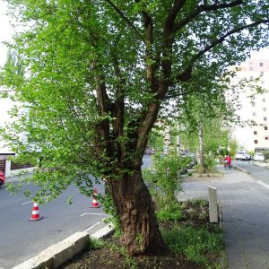 Champion Tree 2018: Kornelkirsche in Nürnberg
