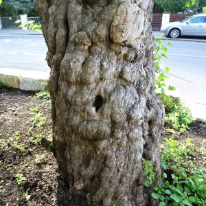 Champion Tree 2018: Kornelkirsche in Nürnberg