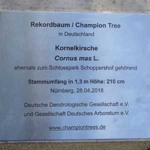 Champion Tree 2018: Kornelkirsche in Nürnberg