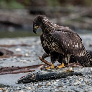 Wilderness International: Schutz der Giganten