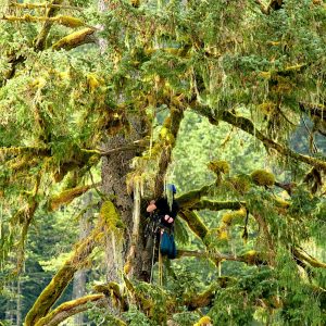 Wilderness International: Schutz der Giganten