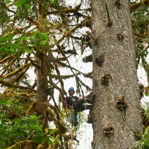 Wilderness International: Schutz der Giganten