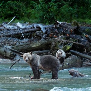 Wilderness International: Schutz der Giganten
