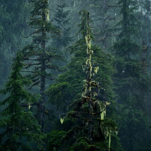 Wilderness International: Schutz der Giganten