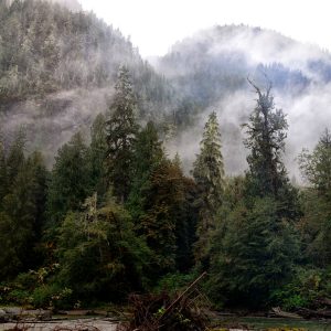 Wilderness International: Schutz der Giganten