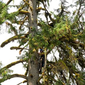 Wilderness International: Schutz der Giganten