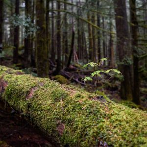 Wilderness International: Schutz der Giganten