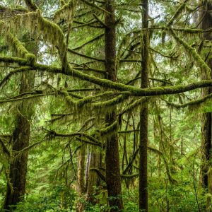 Wilderness International: Schutz der Giganten