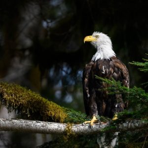 Wilderness International: Schutz der Giganten