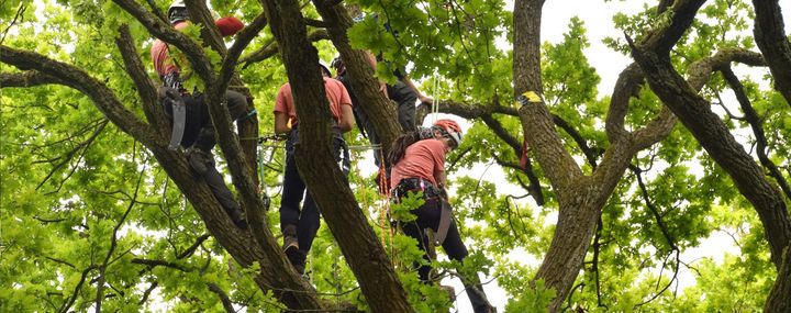 Deutsche Baumklettermeisterschaft 2019