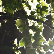 Husten & Auschlag: Warum Baumpfleger Platanen lieber meiden