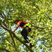 Husten & Auschlag: Warum Baumpfleger Platanen lieber meiden