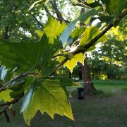 Husten & Auschlag: Warum Baumpfleger Platanen lieber meiden