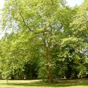 Husten & Auschlag: Warum Baumpfleger Platanen lieber meiden