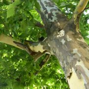 Husten & Auschlag: Warum Baumpfleger Platanen lieber meiden