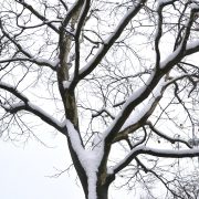 190716_Platane-Pflanzenstaub-Baumpflege-Winter