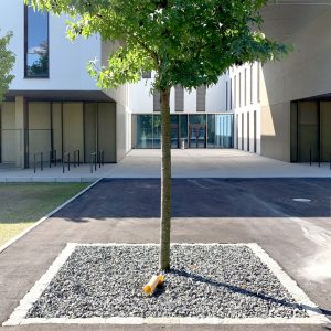 Baumpflegetage 2022: Straßenbaum mit kleinem Wurzelraum