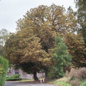 Europäischer Baum des Jahres 2020