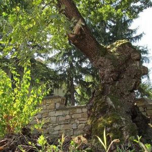 Europäischer Baum des Jahres 2020