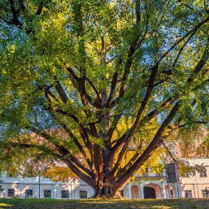 Europäischer Baum des Jahres 2020